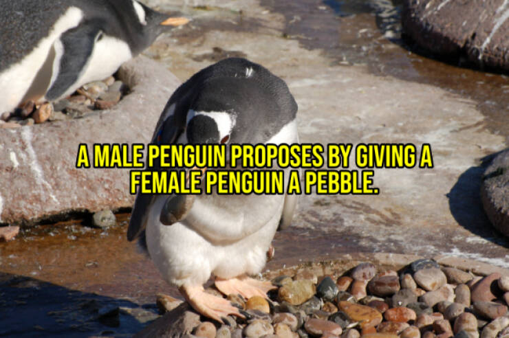 Cheer Up with Some Uplifting Facts