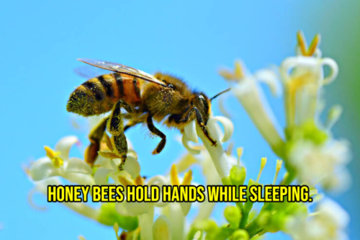 Cheer Up with Some Uplifting Facts