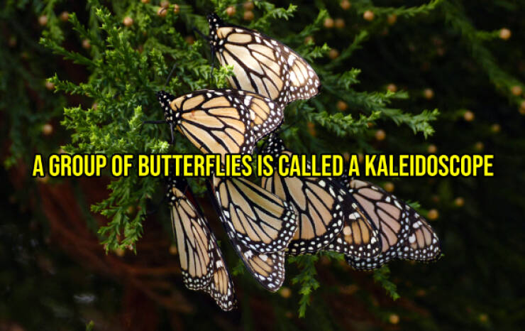 Cheer Up with Some Uplifting Facts