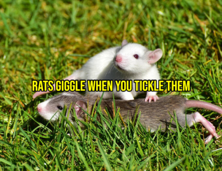 Cheer Up with Some Uplifting Facts