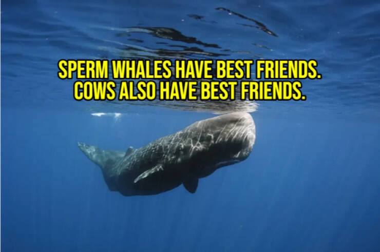 Cheer Up with Some Uplifting Facts