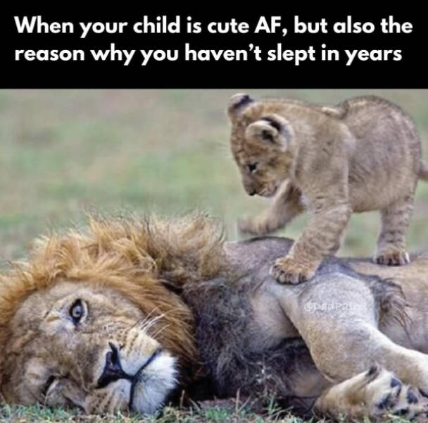 Dank Memes With Unlimited Energy