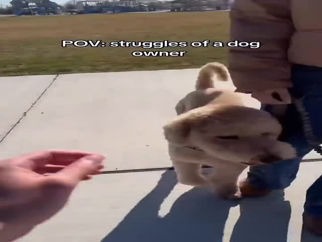 Struggles Of A Dog Owner