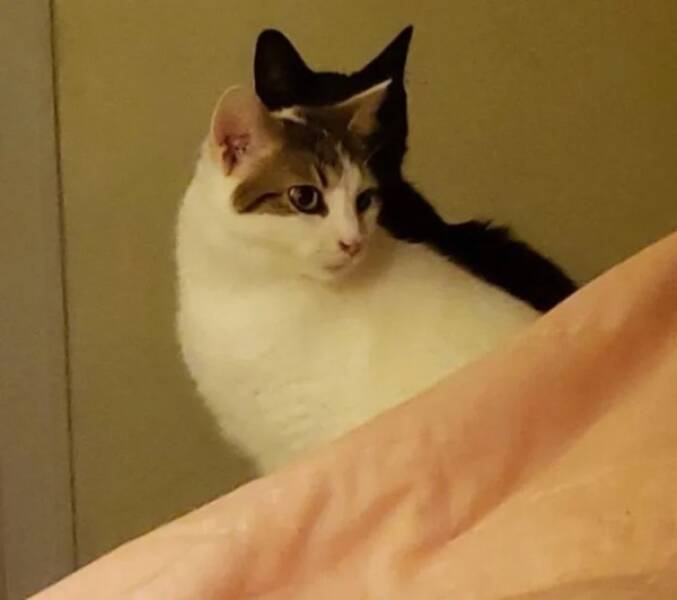 Mind-Bending Shots That Trick the Eye