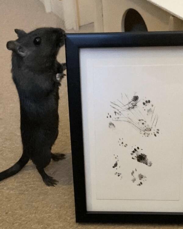 Utterly Confusing Images from the Internet