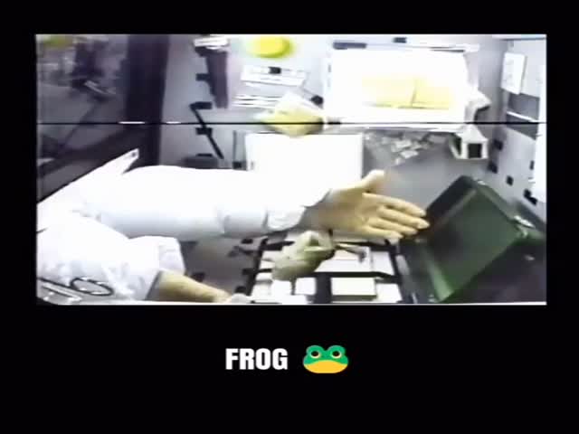 Different Animals Reacting To Zero Gravity