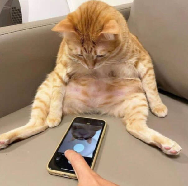 Cats Being Their Hilarious Selves Cats Being Their Hilarious Selves