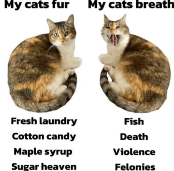 Cats Being Their Hilarious Selves Cats Being Their Hilarious Selves