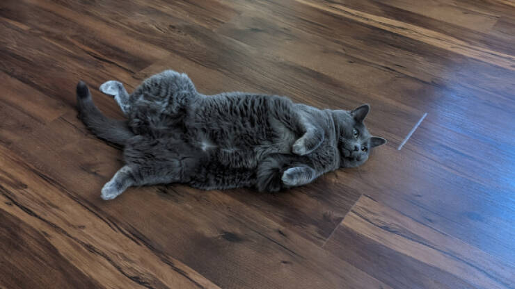 Cats Being Their Hilarious Selves Cats Being Their Hilarious Selves