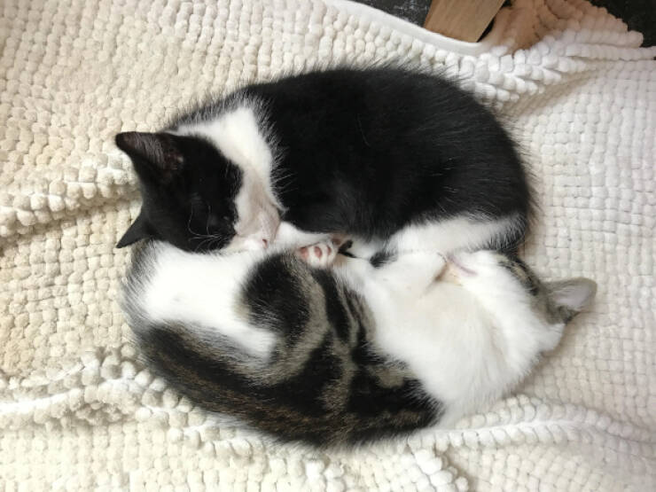 Cats Being Their Hilarious Selves Cats Being Their Hilarious Selves