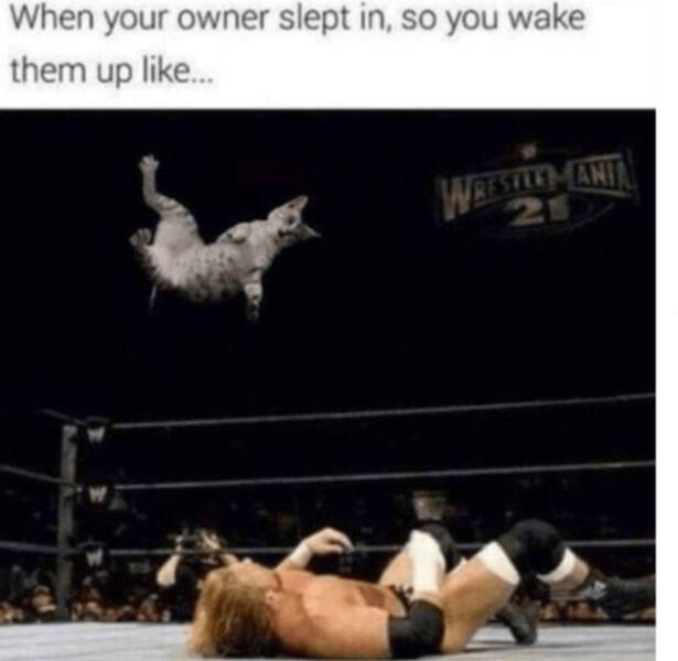 Cats Being Their Hilarious Selves Cats Being Their Hilarious Selves