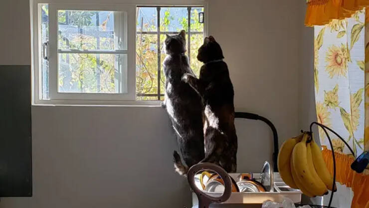 Cats Being Their Hilarious Selves Cats Being Their Hilarious Selves