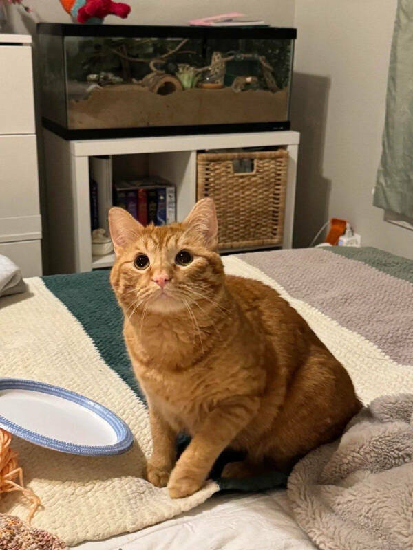 Cats Being Their Hilarious Selves Cats Being Their Hilarious Selves