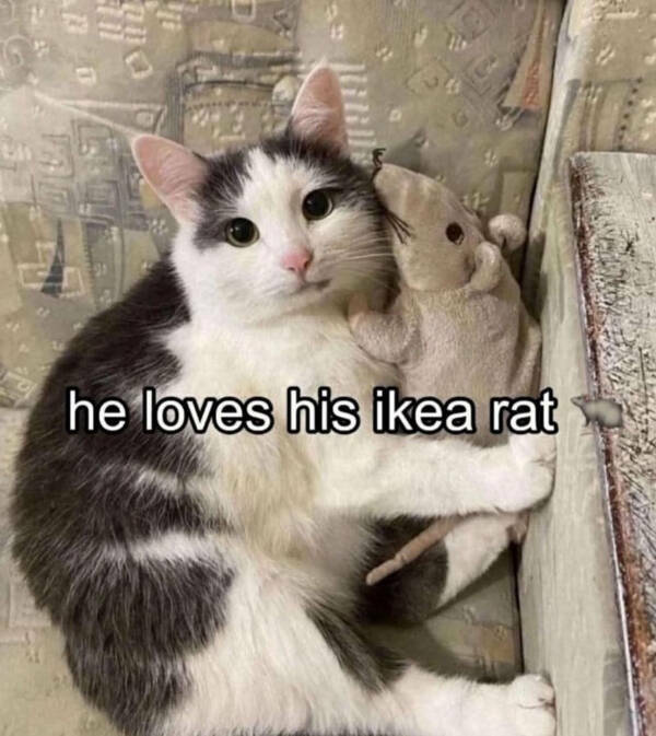 Cats Being Their Hilarious Selves Cats Being Their Hilarious Selves