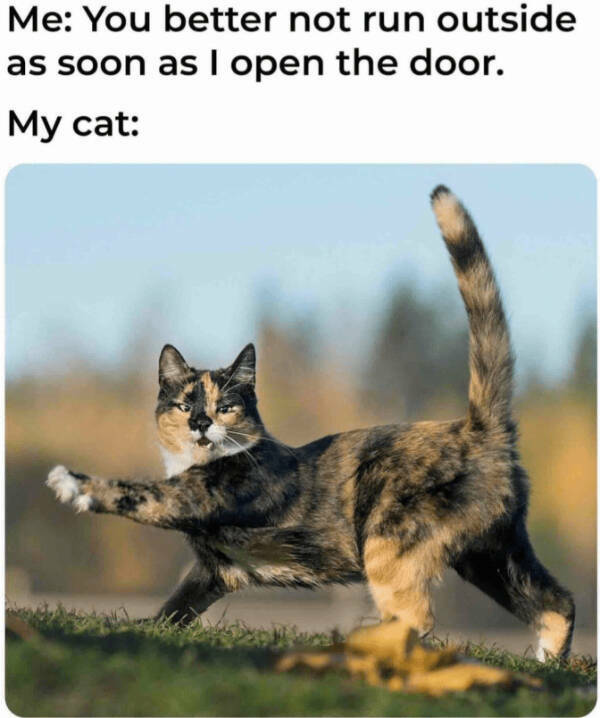 Cats Being Their Hilarious Selves Cats Being Their Hilarious Selves