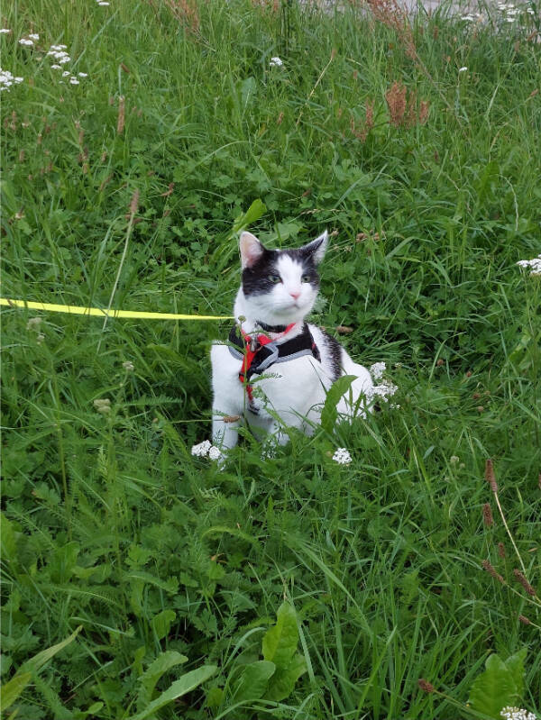 Cats Being Their Hilarious Selves Cats Being Their Hilarious Selves