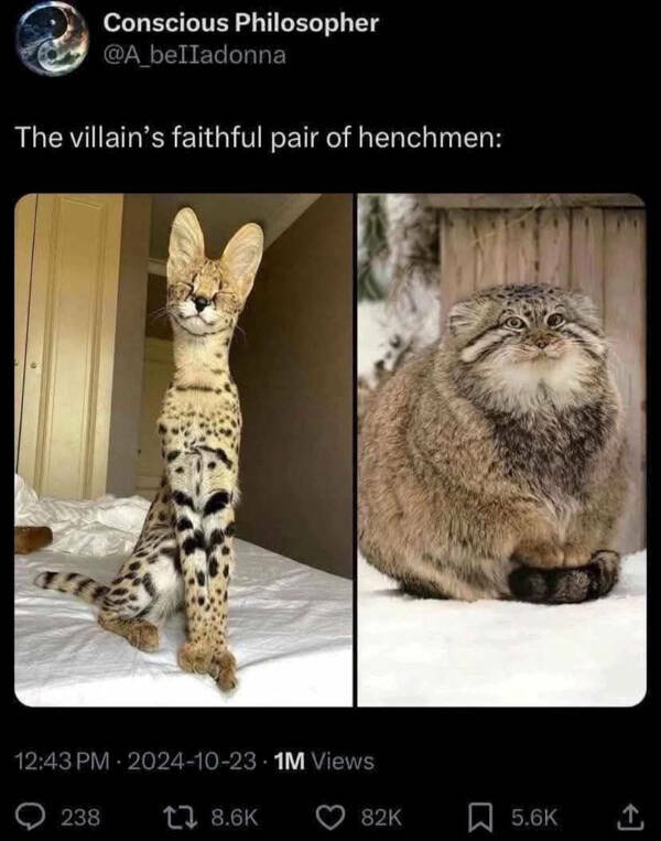 Cats Being Their Hilarious Selves Cats Being Their Hilarious Selves