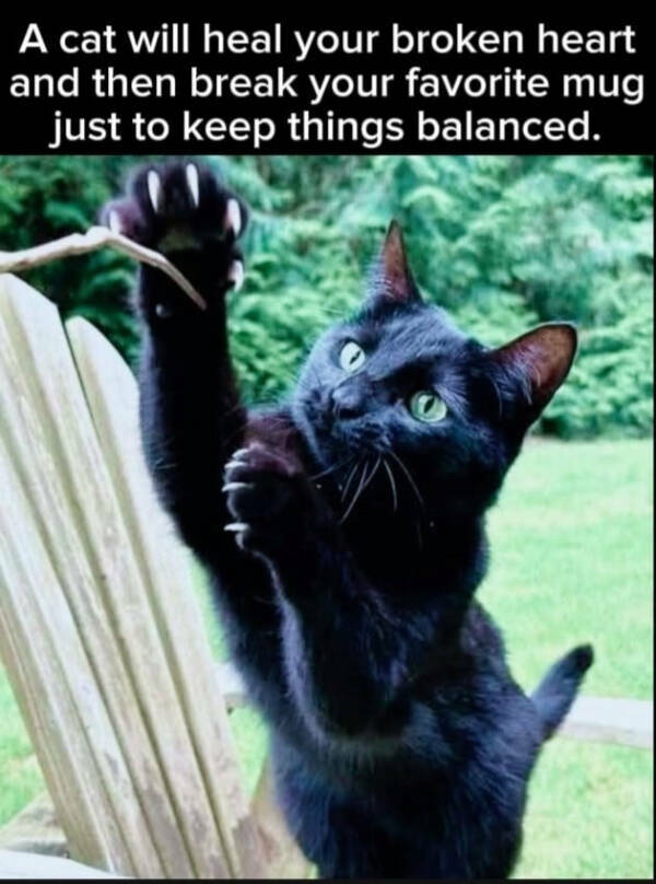 Cats Being Their Hilarious Selves Cats Being Their Hilarious Selves