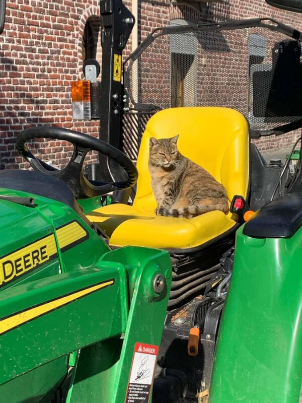 Cats Being Their Hilarious Selves Cats Being Their Hilarious Selves