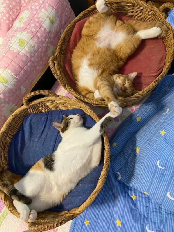 Cats Being Their Hilarious Selves Cats Being Their Hilarious Selves