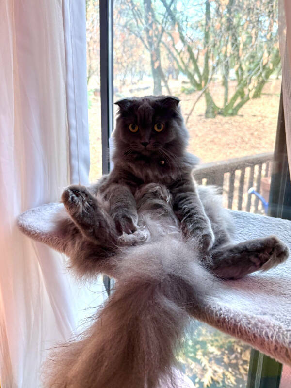 Cats Being Their Hilarious Selves Cats Being Their Hilarious Selves