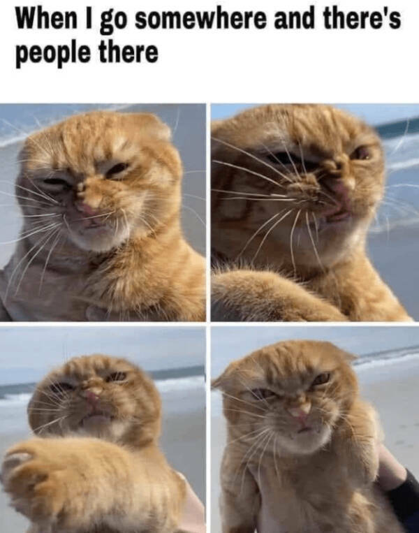 Cats Being Their Hilarious Selves Cats Being Their Hilarious Selves