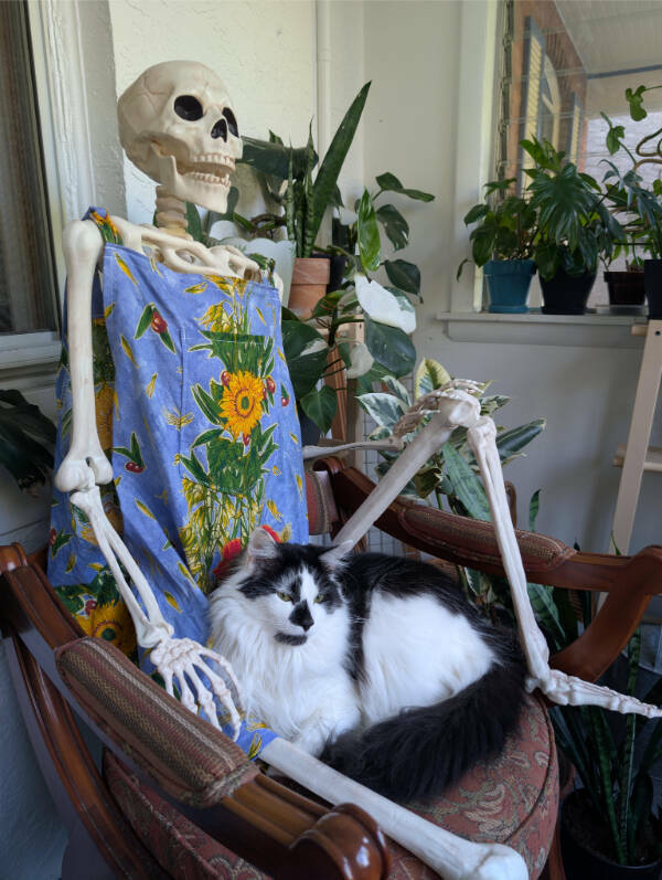 Cats Being Their Hilarious Selves Cats Being Their Hilarious Selves