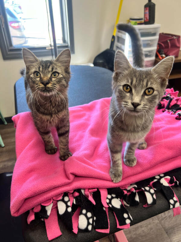 Cats Being Their Hilarious Selves Cats Being Their Hilarious Selves