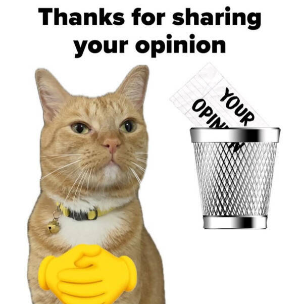 Cats Being Their Hilarious Selves Cats Being Their Hilarious Selves