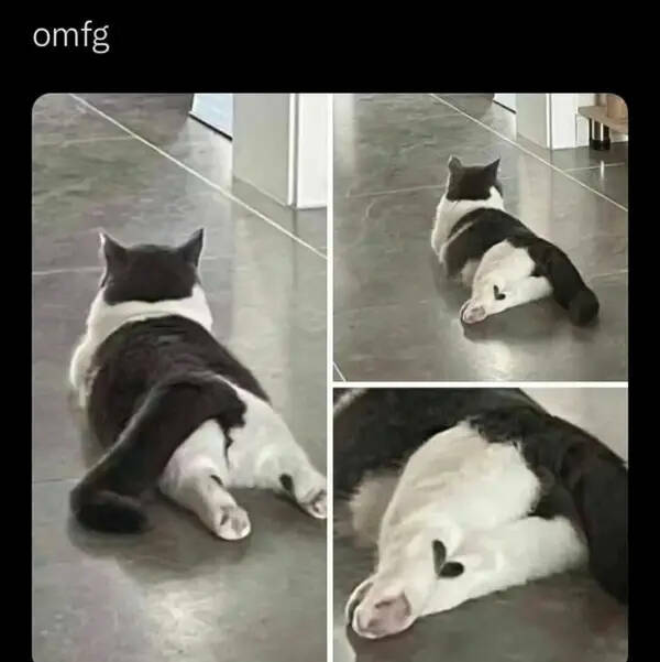 Cats Being Their Hilarious Selves Cats Being Their Hilarious Selves