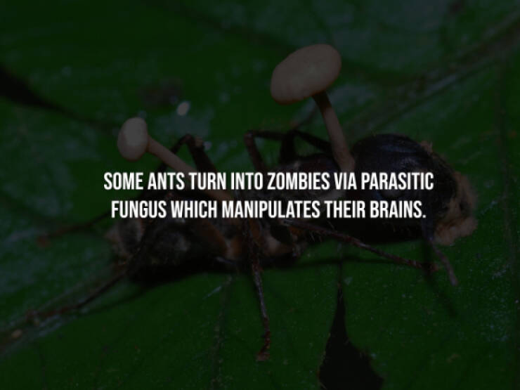 Creepy Bits of Knowledge You Can’t Unlearn