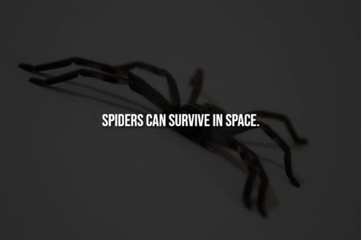 Creepy Bits of Knowledge You Can’t Unlearn