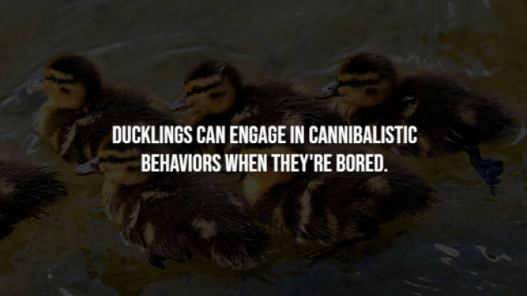 Creepy Bits of Knowledge You Can’t Unlearn