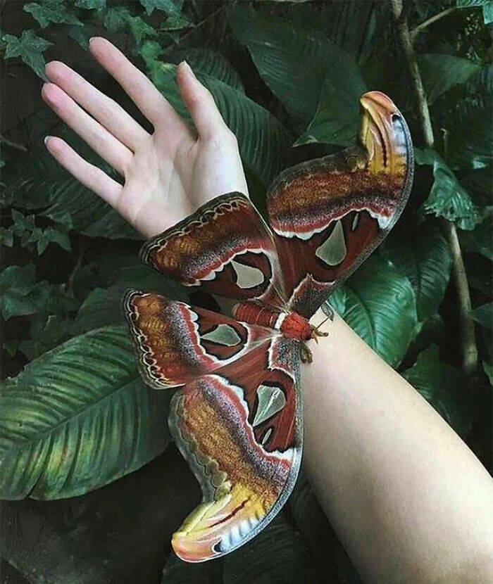 When Humans Step In for Scale: Size Comparisons That Amaze