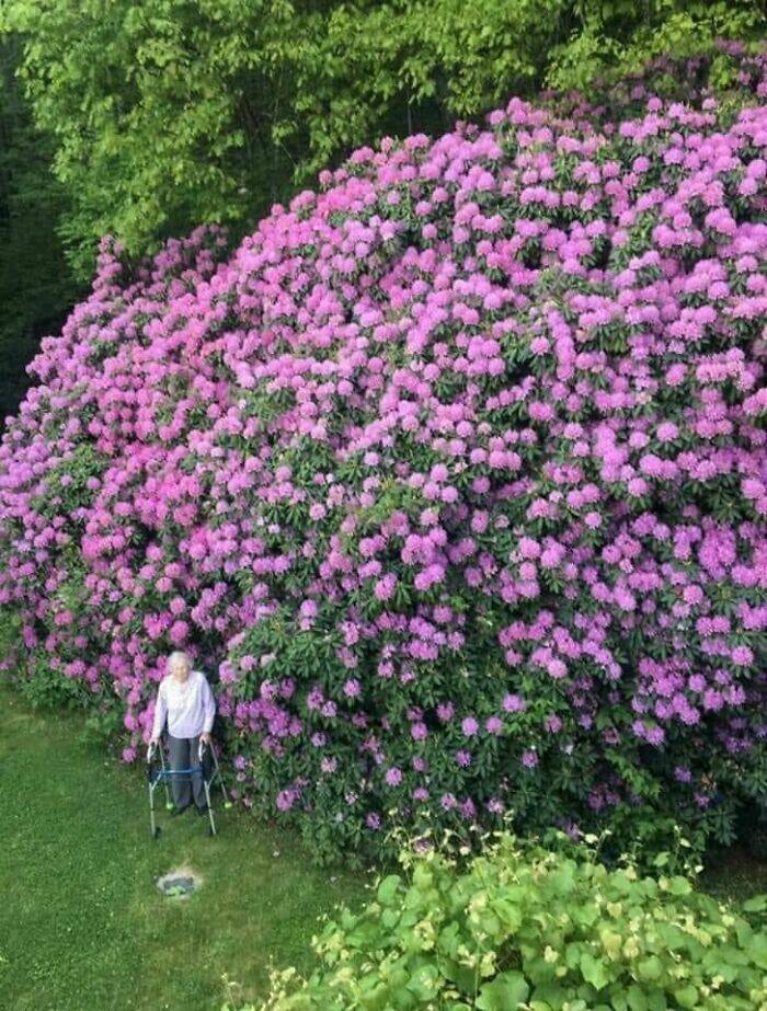 When Humans Step In for Scale: Size Comparisons That Amaze