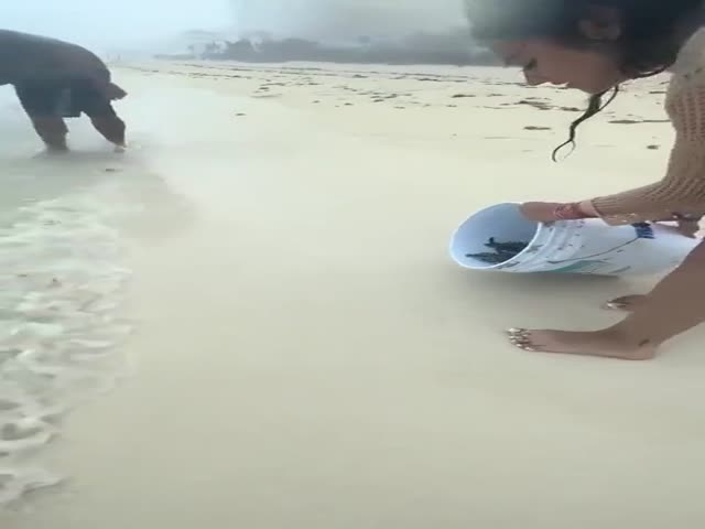 Baby Turtles Are Released from the Breeding Station into Wild Life