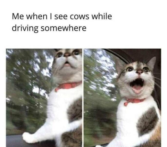 Feel-Good Pics for an Instant Mood Lift