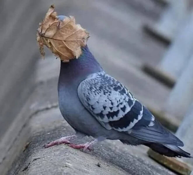 Utterly Bizarre Pictures With Zero Context