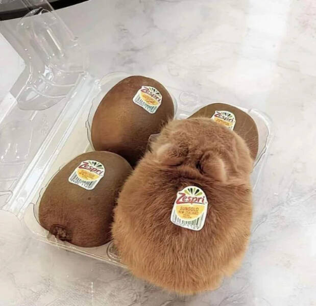 Utterly Bizarre Pictures With Zero Context