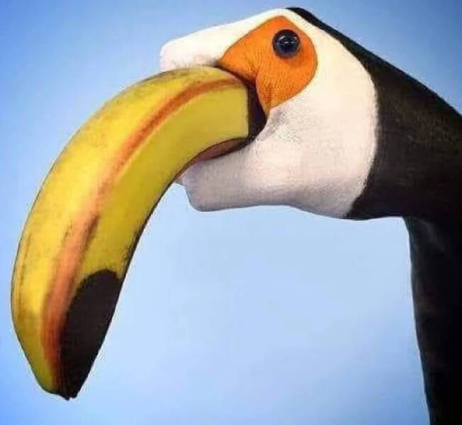 Utterly Bizarre Pictures With Zero Context