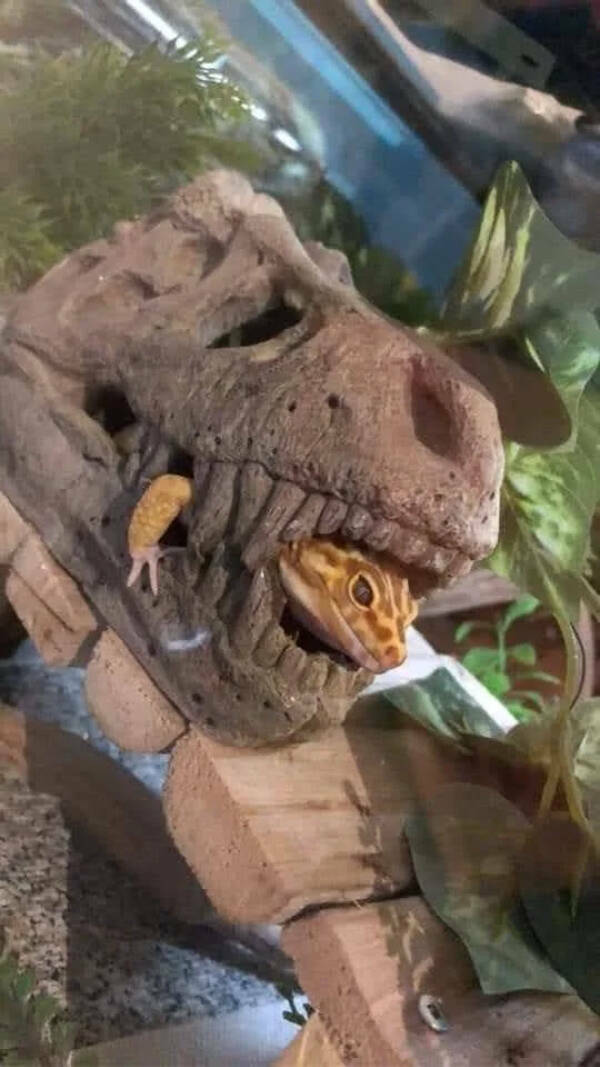 Utterly Bizarre Pictures With Zero Context