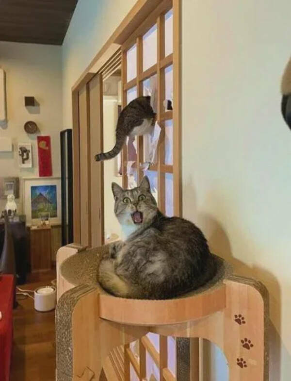 Utterly Bizarre Pictures With Zero Context