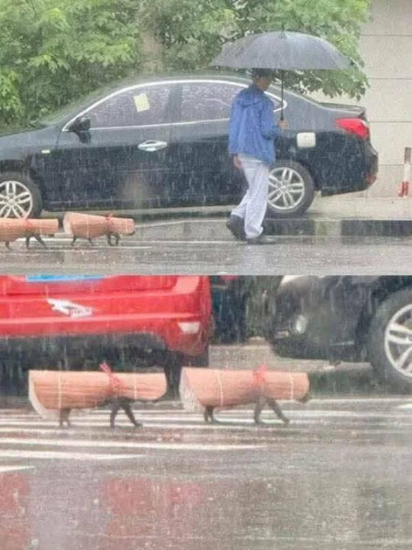 Utterly Bizarre Pictures With Zero Context