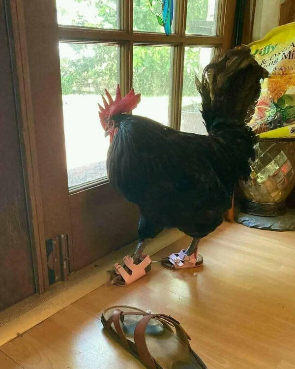 Utterly Bizarre Pictures With Zero Context