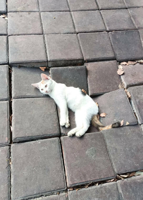 Utterly Bizarre Pictures With Zero Context