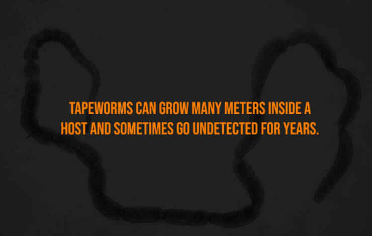 Creepy Bits of Knowledge You Can’t Unlearn