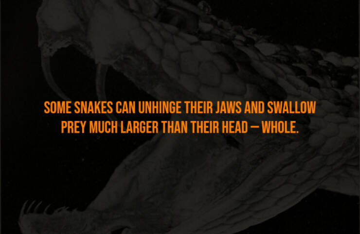 Creepy Bits of Knowledge You Can’t Unlearn