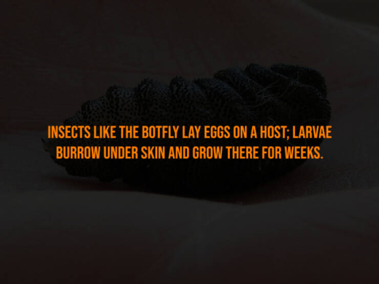 Creepy Bits of Knowledge You Can’t Unlearn