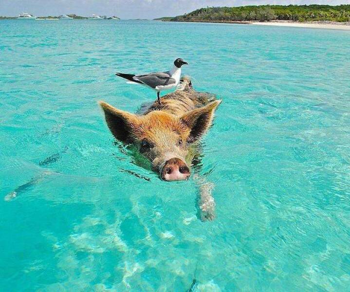 Daily Picdump Daily Picdump