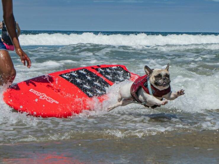 Surf’s Pup! Adorable Dogs Owning the Waves